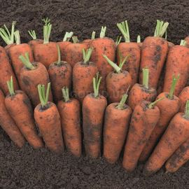 Семена моркови «Кентон» F1 / Canton F1, ТМ Syngenta - 1 грамм