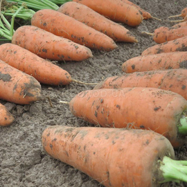 Семена моркови «Кумбре» F1 / Cumbre F1, ТМ Nunhems - 1 грамм