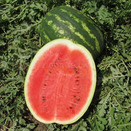 Семена арбуза «Инсепшен» F1 / Inception F1, ТМ Nunhems - 10 семян