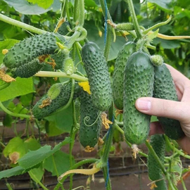 Семена огурца «Мадрилен» F1 / Madrilen F1, ТМ Monsanto Holland - 10 семян