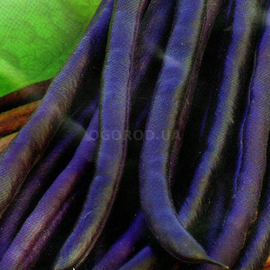 Семена фасоли «Царевна», TM «Елітсортнасіння» - 15 семян