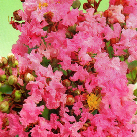 Семена лагерстремии «Индийская сирень» / Lagerstroemia indica, TM «Елітсортнасіння» - 0,3 грамма