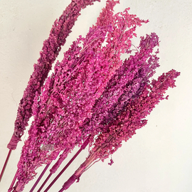 Семена сориса розового / Sorghum orysoidum, серия «От автора» - 50 семян