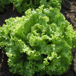 Семена салата «Австралийский жёлтый», ТМ OGOROD - 1000 семян