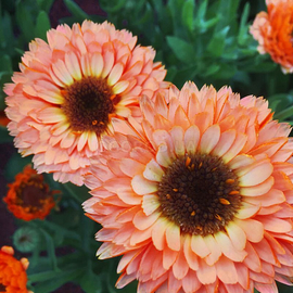 Семена календулы «Розовый сюрприз», ТМ OGOROD - 20 семян