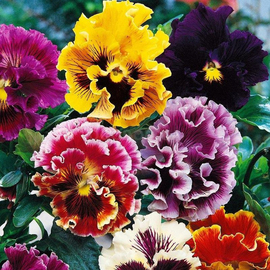 Семена виолы «Рококо», ТМ OGOROD - 10 семян