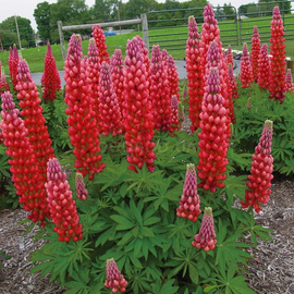 Семена люпина махрового красного, ТМ OGOROD - 40 семян