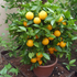 Семена апельсинового дерева / Citrus sinensis, ТМ OGOROD - 3 семечка