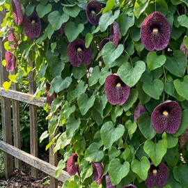 Семена кирказона крупнолистного / Aristolochia macrophylla, TM OGOROD - 5 семян