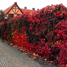 Семена девичьего винограда «Энгельмана» / Parthenocissus quinquefolia Engelmannii, ТМ OGOROD - 5 семян