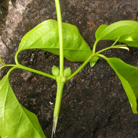 Семена бигнонии «Кошачий коготь» / Bignonia unguiscati, ТМ OGOROD - 20 семян