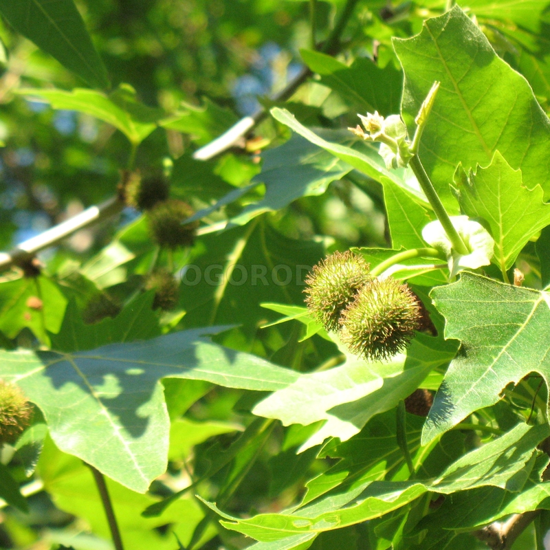 Кликните для увеличения изображения Семена платана восточного / Platanus orientalis, ТМ OGOROD - 100 семян
