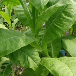Семена табака «Ароматный» (сигарный), ТМ OGOROD - 300 семян