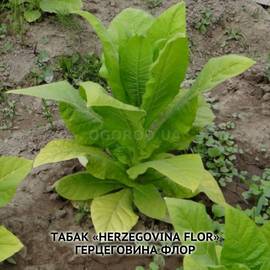 Семена табака «Herzegovina Flor» (Герцеговина флор), ТМ OGOROD - 300 семян