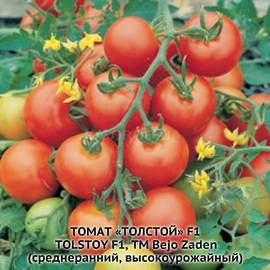 Семена томата «ТОЛСТОЙ» F1 / Tolstoy F1, ТМ Bejo Zaden - 5 семян