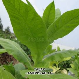 Семена табака «Американ-14», ТМ OGOROD - 1 грамм (15000 семян)