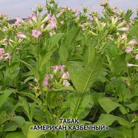 Семена табака «Американ Казбечный», ТМ OGOROD - 3000 семян