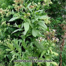 Семена табака «Американ Бахчисарай», ТМ OGOROD - 3000 семян
