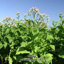 Семена табака «Американ-18», ТМ OGOROD - 1 грамм (15000 семян)