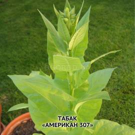 Семена табака «Американ-307», ТМ OGOROD - 1 грамм (15000 семян)