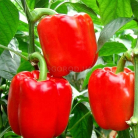 Семена перца сладкого «Красный дывосвит», ТМ «Агропак» - 0,5 грамма