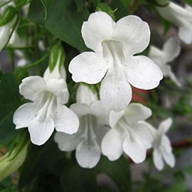 Семена азарины лазающей или маурандии, белой, ТМ «W. Legutko» - 20 семян