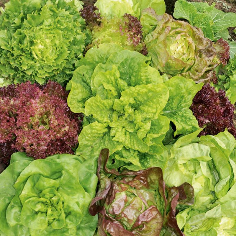 Кликните для увеличения изображения Семена водяного кресса / Nasturtium officinale, ТМ «СЕМЕНА УКРАИНЫ» - 0,1 грамма