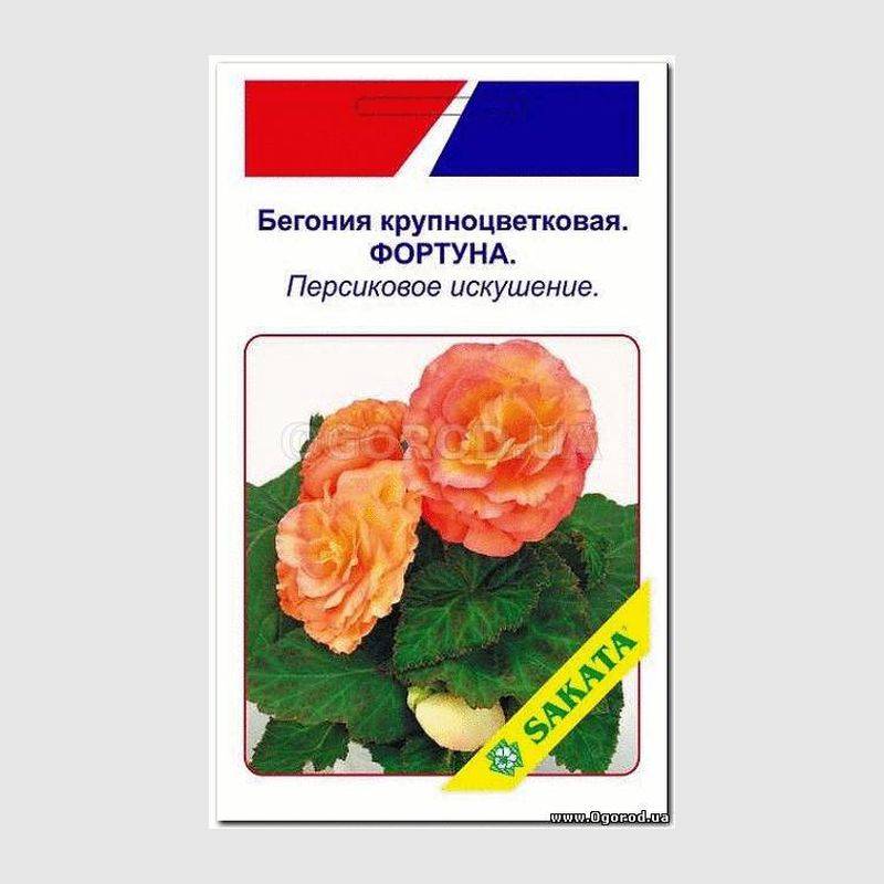 Купить Семена Бегонии В Интернет Магазине