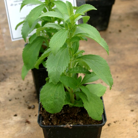 Семена Стевии / Stevia, ТМ OGOROD - 50 семян