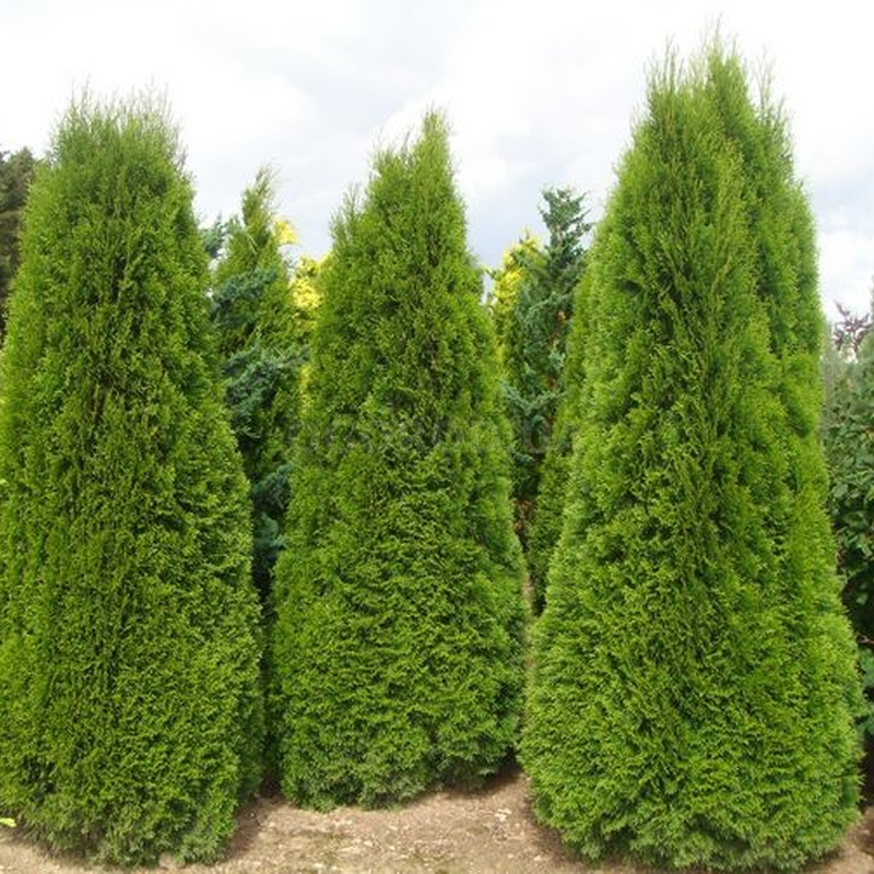 Кликните для увеличения изображения Семена туи западной пирамидальной / Thuja Occidentalis Pyramidalis, ТМ OGOROD - 1000 семян (ОПТ)