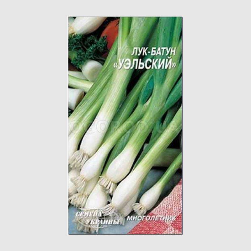 Кликните для увеличения изображения Семена лука «Уэльский» (батун), ТМ «СЕМЕНА УКРАИНЫ» - 1 грамм