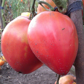 Семена томата «Батяня розовый», ТМ OGOROD - 200 семян