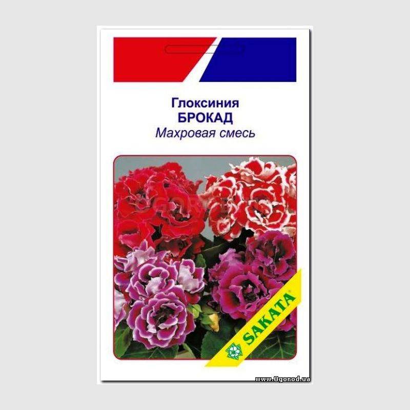 Кликните для увеличения изображения Семена глоксинии “Брокард” махровая смесь, ТМ SAKATA - 10 драже