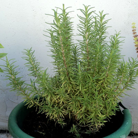 Семена розмарина / Rosmarinus officinalis, ТМ OGOROD - 100 семян