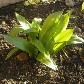 Семена черемши / Allium ursinum, ТМ OGOROD - 1000 грамм