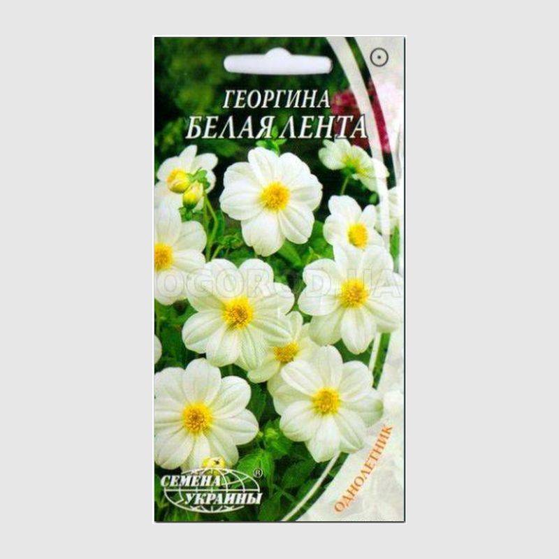 Кликните для увеличения изображения УЦЕНКА - Семена георгины «Белая лента», ТМ «СЕМЕНА УКРАИНЫ» - 0,3 грамма