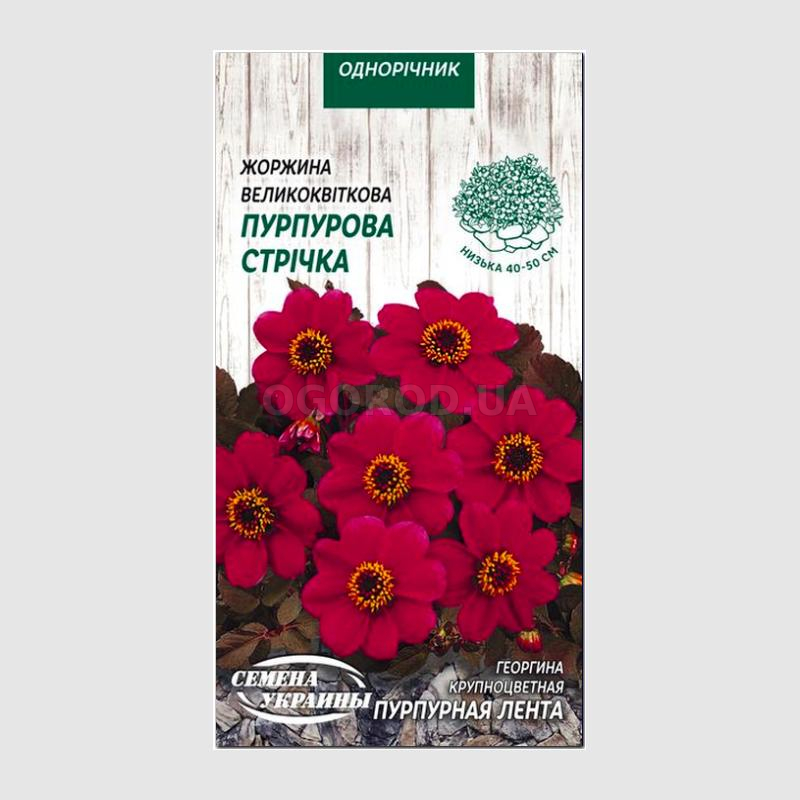 Кликните для увеличения изображения УЦЕНКА - Семена георгины «Пурпурная лента», ТМ «СЕМЕНА УКРАИНЫ» - 0,3 грамма