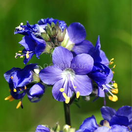 Семена синюхи голубой / Polemonium caeruleum, ТМ OGOROD - 10 000 семян