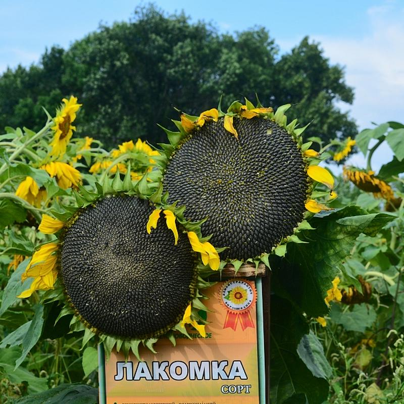 Кликните для увеличения изображения Семена подсолнечника «Утро» / соняшника «Ранок», НПФ «Дриада» - 70 семян