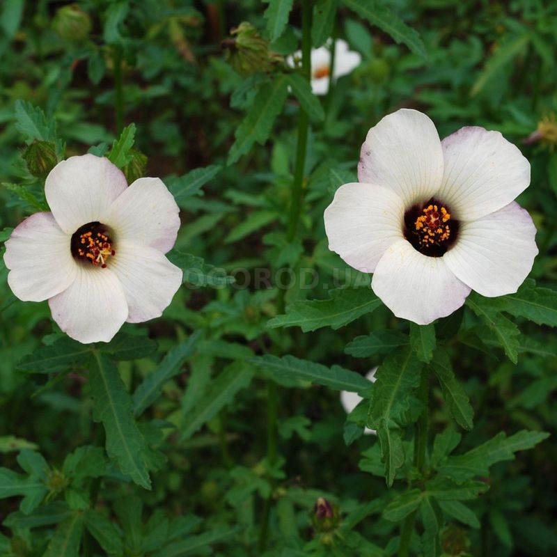 Кликните для увеличения изображения Семена гибискуса тройчатого / Hibiscus trionum, ТМ W. Legutko - 50 семян