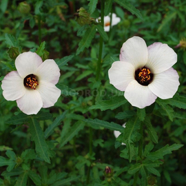 УЦЕНКА - Семена гибискуса тройчатого / Hibiscus trionum, ТМ W. Legutko - 0,5 грамм