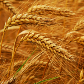 Семена пшеницы «Дриада», НПФ «Дриада» - 25 грамм (250 семян)