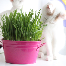 Семена травы для кошек «Премиум», ТМ OGOROD - 100 грамм