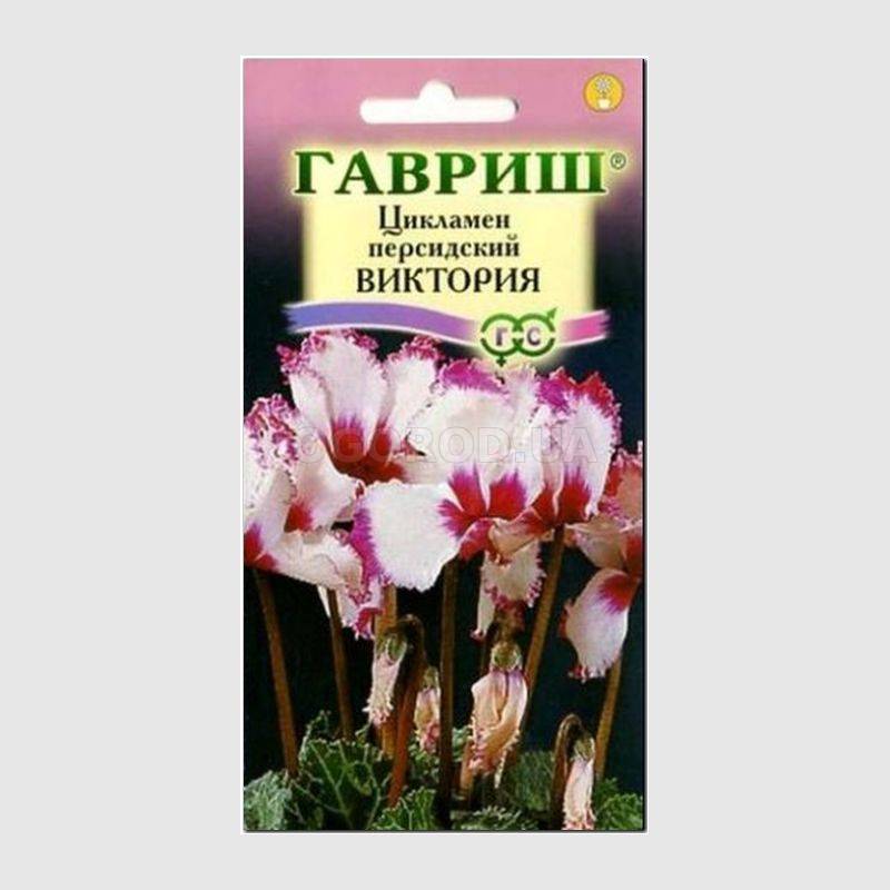 Кликните для увеличения изображения Семена цикламена персидского «Виктория», ТМ «ГАВРИШ» - 3 семечка