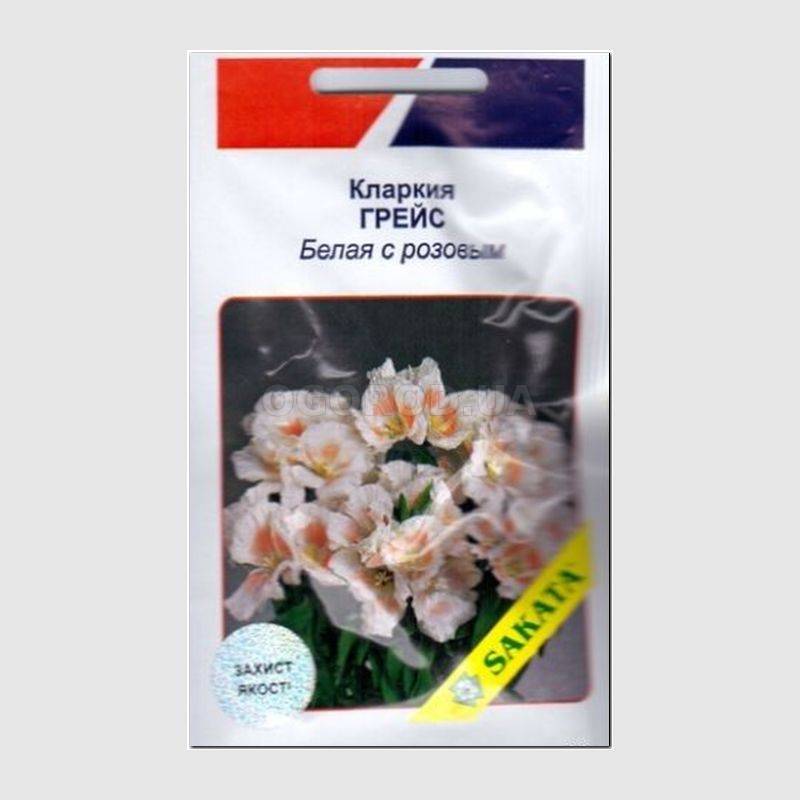 Кликните для увеличения изображения Семена кларкии «Грейс», белая с розовым, ТМ SAKATA - 10 семян