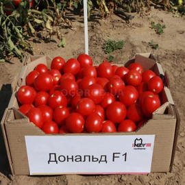 УЦЕНКА - Семена томата «Дональд» F1 / Donald F1, ТМ Nunhems - 100 семян