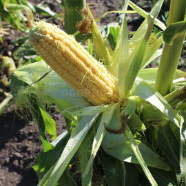 Семена суперсладкой кукурузы «Барселона» F1 («Дэйнерис» F1), ТМ «МНАГОР» - 100 семян