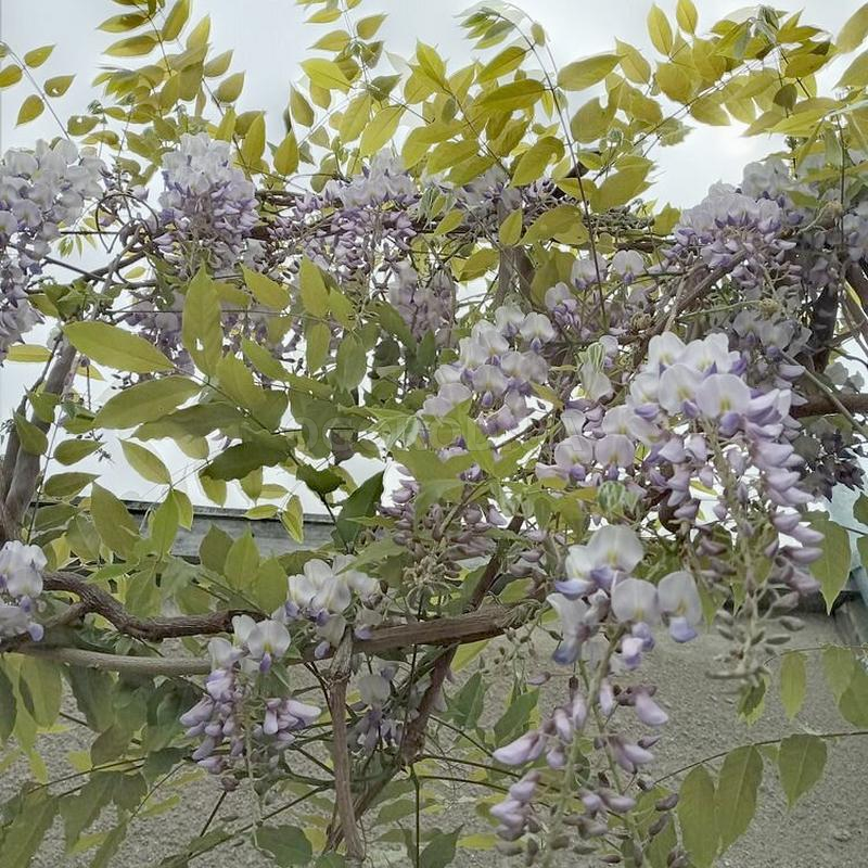Кликните для увеличения изображения Семена глицинии китайской, вистерии / Wisteria sinensis, ТМ OGOROD - 5 семян