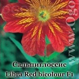 Семена сальпиглоссиса Либра, Red Bicolour, ТМ Kitano Seeds - 5 драже EQP в пробирке