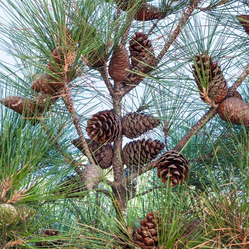Кликните для увеличения изображения Семена сосны Палласова / Pinus nigra pallasiana, ТМ OGOROD - 15 семян